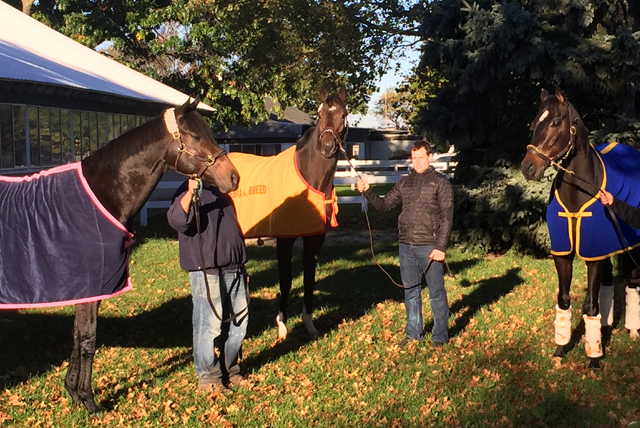 Mohawk winner Brother O'Connell with Hudson winner Breakin the Fever and Distaff winner Bar of Gold.