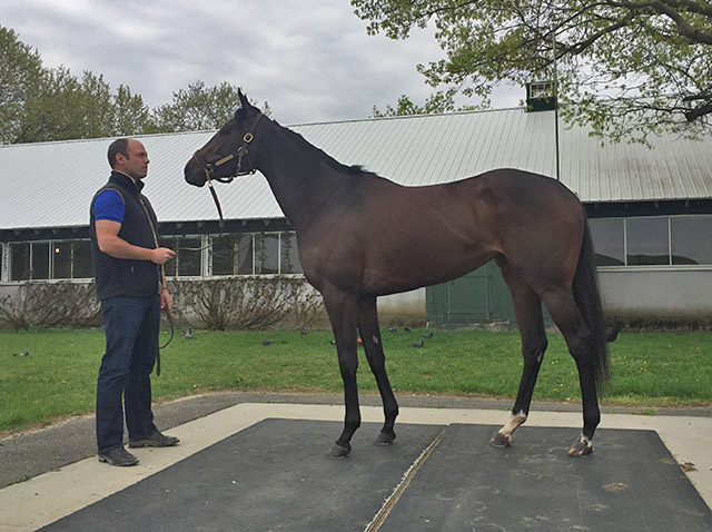 Bluegrass Flag and Tom Morley