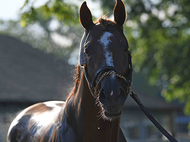 thoroughbred horse racing